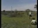 Lion attack hunting safari Africa