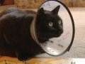 Cat plays Risk (Sheeba Ep. 1)